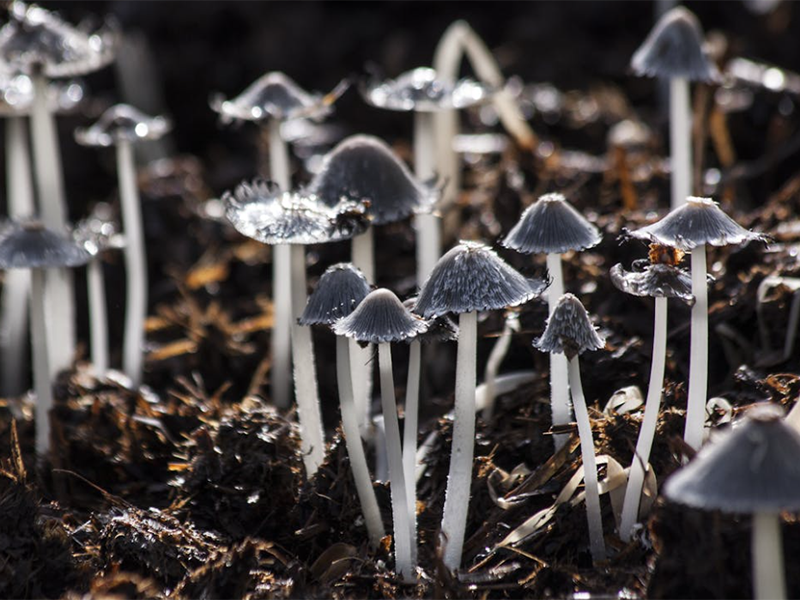 土壤水分與土壤濕度的區(qū)別（如何測量土壤水分含量）